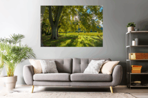 Wandbild - Platanen im Herbstlicht (Provence)