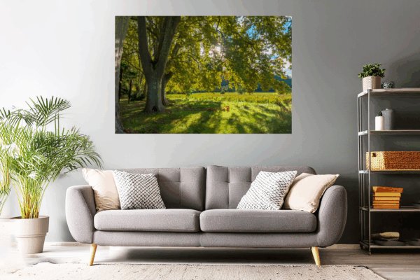 Wandbild - Platanen im Herbstlicht (Provence)