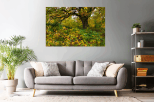 Waldfoto / Naturfoto unterm bunten Herbstbaum