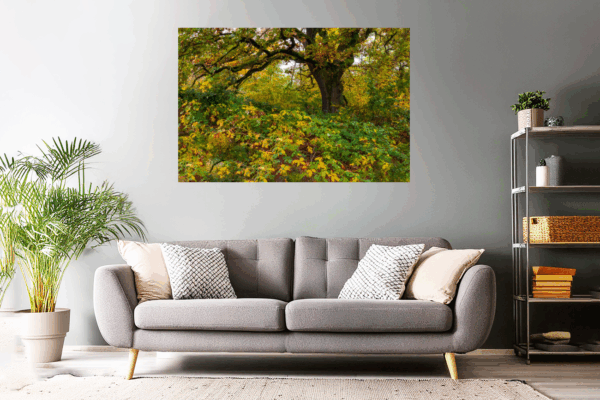 Waldfoto / Naturfoto unterm bunten Herbstbaum