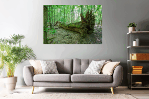 Waldfoto / Naturfoto Wurzelstern