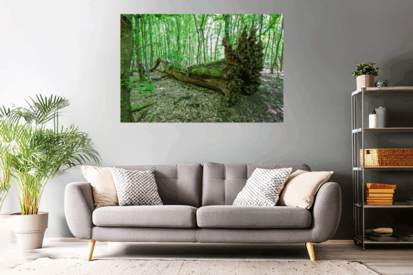 Waldfoto / Naturfoto Wurzelstern