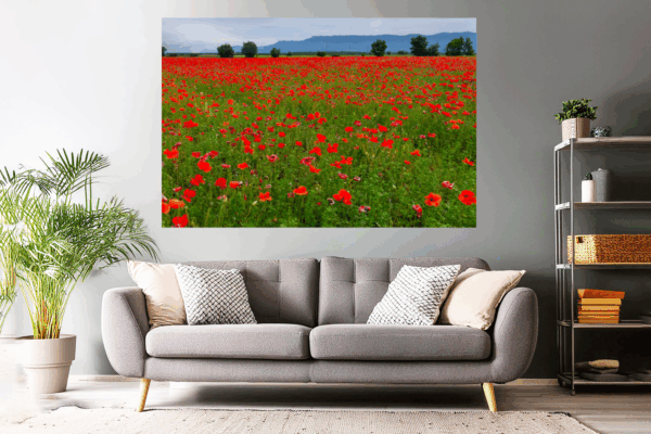 Landschaftsfoto Mohnfeld in der Provence