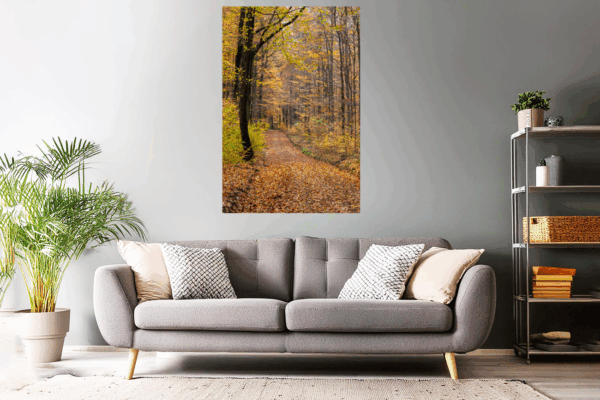 Landschaftsfoto / Waldfoto "Goldener Waldweg"