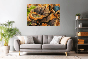 Waldfoto / Naturfoto bunter Waldpilz