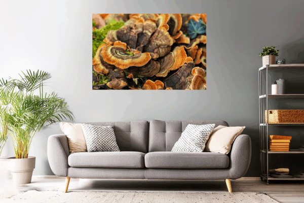 Waldfoto / Naturfoto bunter Waldpilz