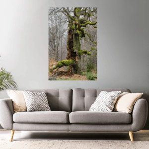 Landschaftsfoto / Waldfoto "alte Eiche im Reinhardswald