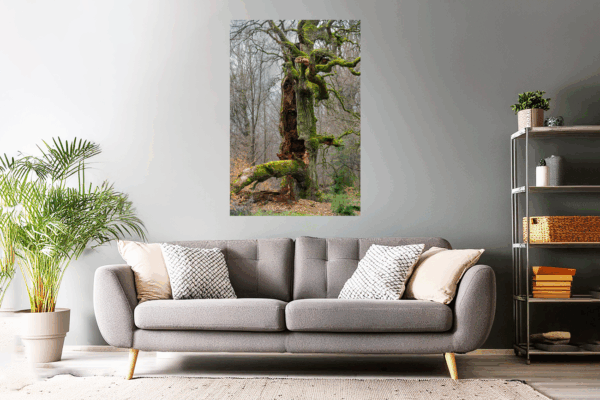Landschaftsfoto / Waldfoto "alte Eiche im Reinhardswald