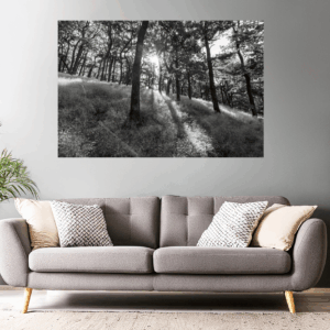 Landschaftsfoto / Waldfoto morgendliche Sonnenstrahlen im Spessart