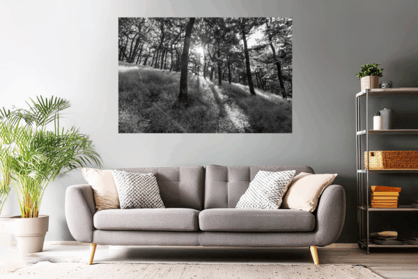 Landschaftsfoto / Waldfoto morgendliche Sonnenstrahlen im Spessart