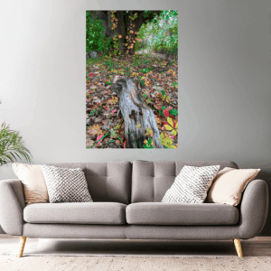 Landschaftsfoto / Waldfoto Baumstamm im bunten Herbstlaub