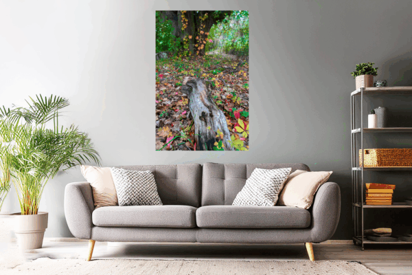 Landschaftsfoto / Waldfoto Baumstamm im bunten Herbstlaub