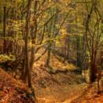 Landschaftsfoto / Waldfoto "Herbstlich goldener Waldweg an der Nahe".
