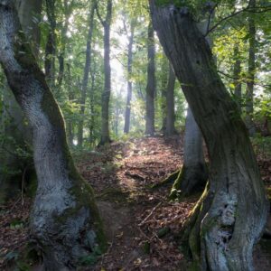 Landschaftsfoto / Waldfoto Eifelwald am Morgen