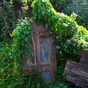 Foto einer alten, zugewachsenen Holztür