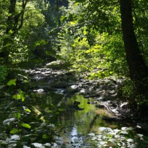 Waldfoto / Landschaftsfoto Bachszene an de Wilden Endert in der Eifel