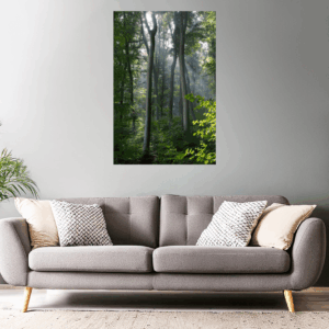 Landschaftsfoto / Waldfoto Eifelwald am Morgen