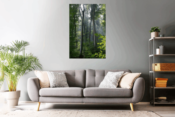 Landschaftsfoto / Waldfoto Eifelwald am Morgen