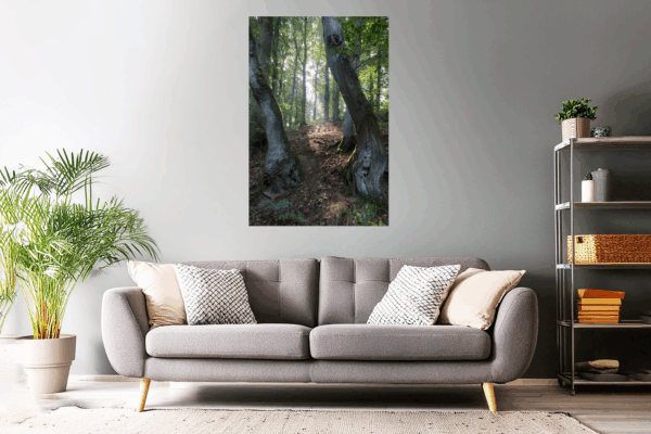 Landschaftsfoto / Waldfoto Eifelwald am Morgen