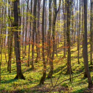 Waldfoto / Poster / Wandbild - Frühlingswäldchen