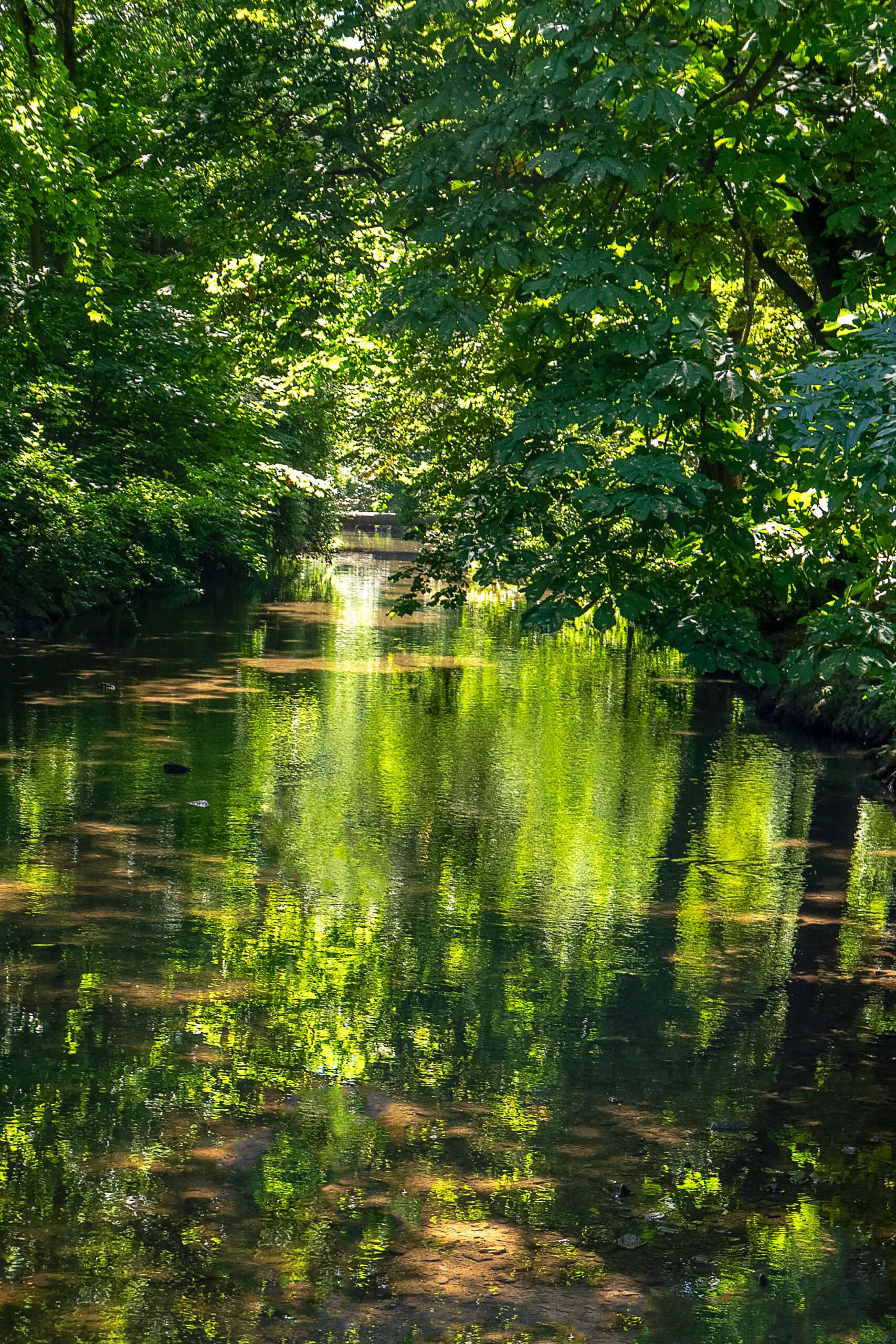Waldfotografie / Landschaftsfoto Frühling am Schwarzbach