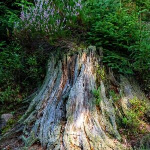 Waldfoto / Poster / Wandbild - Baumstumpf