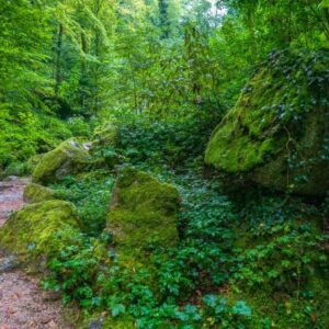 Waldfoto / Poster / Wandbild - Waldweg