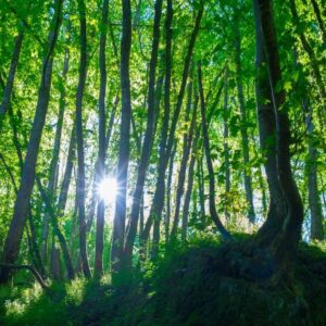 Waldfoto / Poster / Wandbild - morgens im Spessart