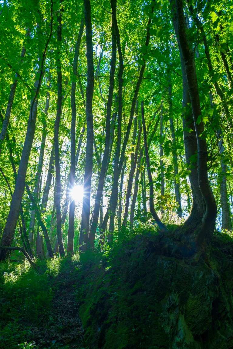 Waldfoto / Poster / Wandbild - morgens im Spessart