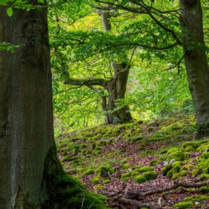 Waldfotografie / Landschaftsfoto Baumskulptur