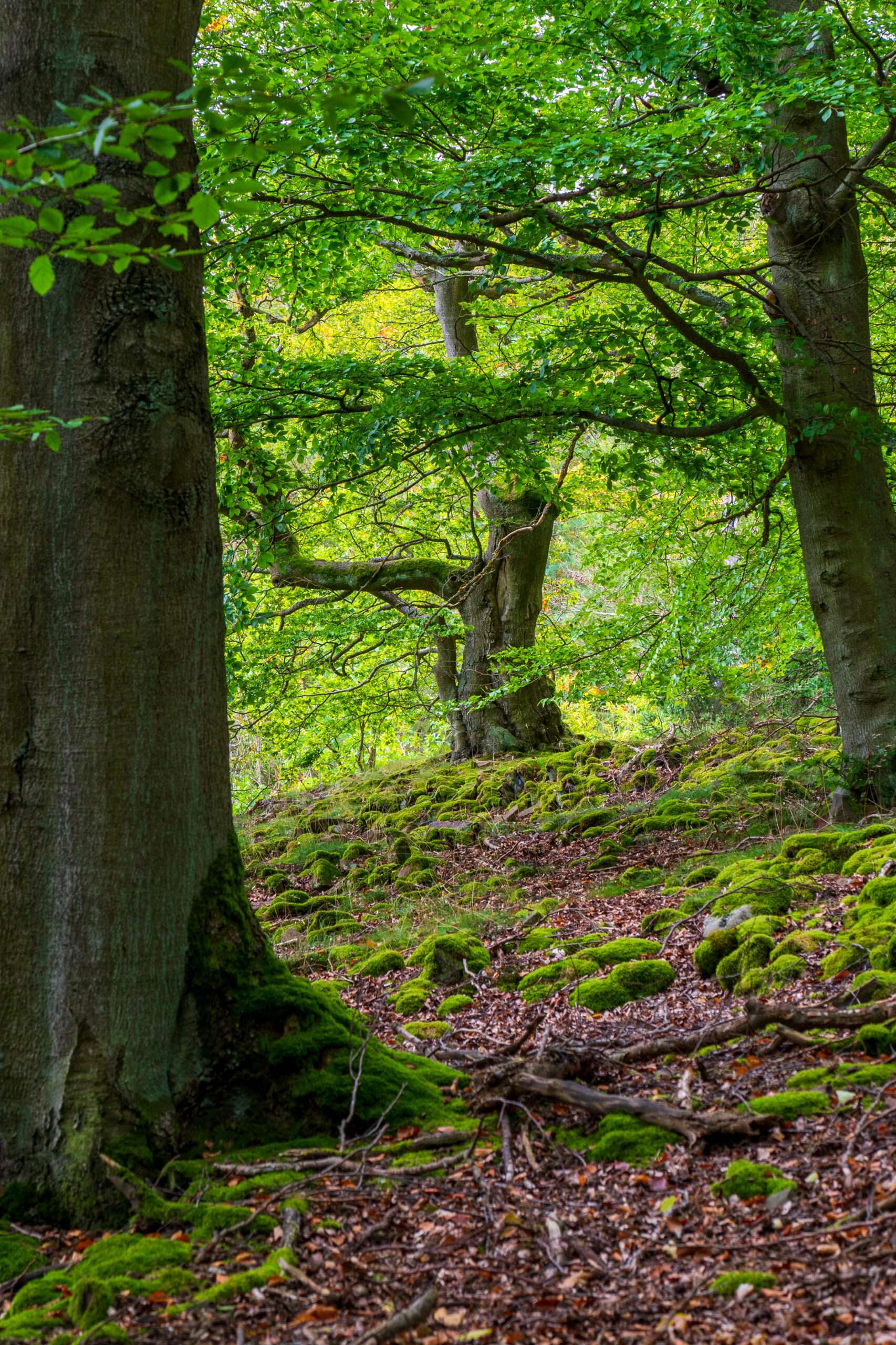 Waldfotografie / Landschaftsfoto Baumskulptur