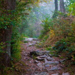 Waldfotografie / Landschaftsfoto Nasser Waldweg im Herbst