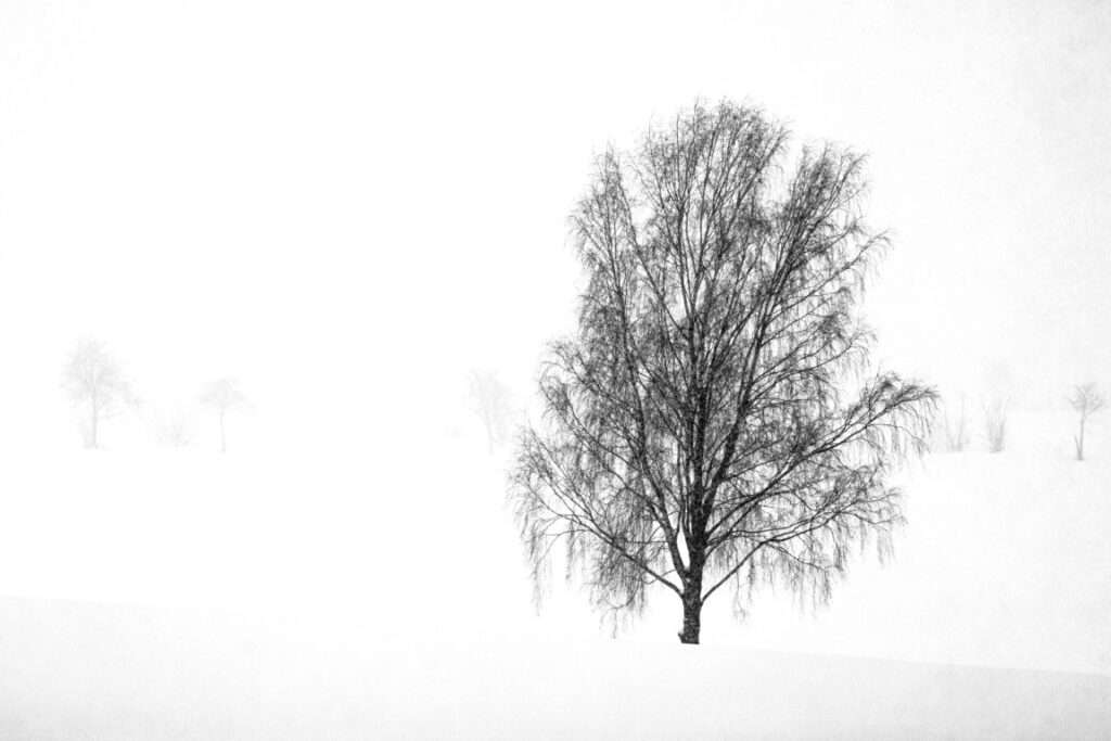 Naturfoto malerischer Baum im Winter / Schnee | Landschaftsfoto
