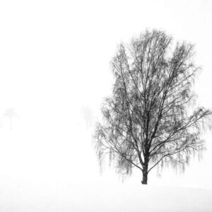 Naturfoto malerischer Baum im Winter / Schnee | Landschaftsfoto