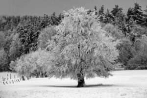 Naturfoto malerischer Baum im Winter / Schnee | Landschaftsfoto