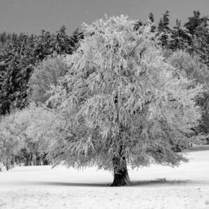 Naturfoto malerischer Baum im Winter / Schnee | Landschaftsfoto