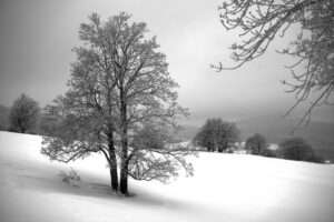 Naturfoto malerischer Baum im Winter / Schnee | Landschaftsfoto