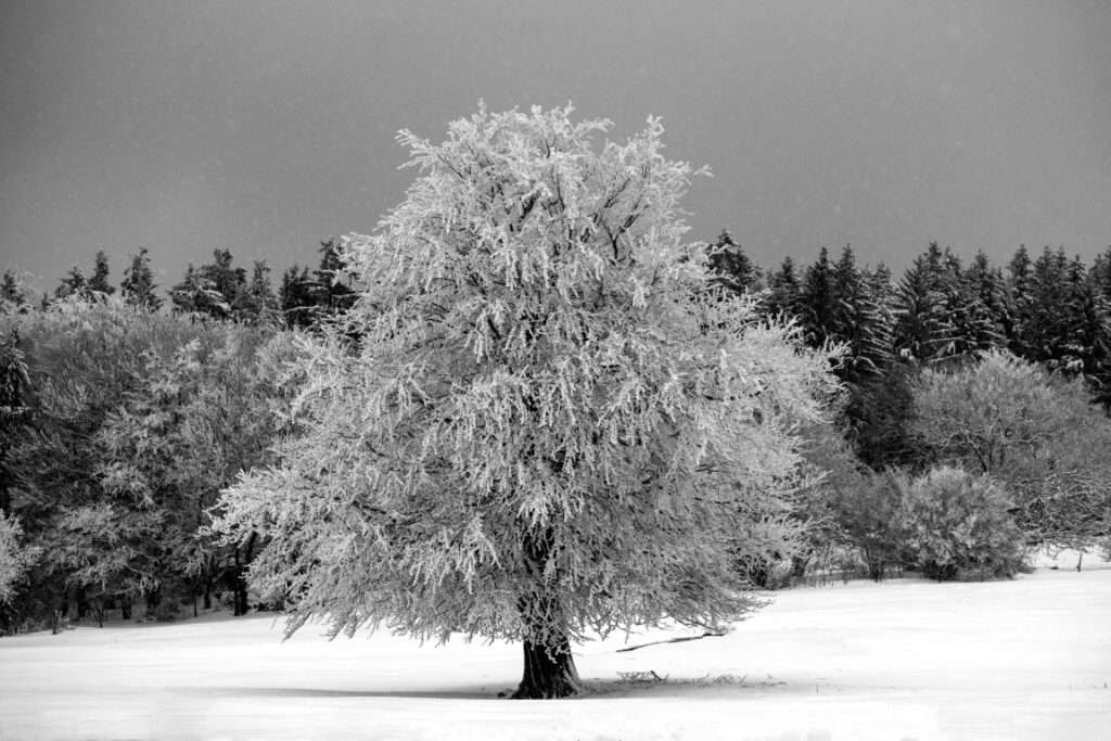Naturfoto malerischer Baum im Winter / Schnee | Landschaftsfoto