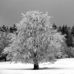 Naturfoto malerischer Baum im Winter / Schnee | Landschaftsfoto