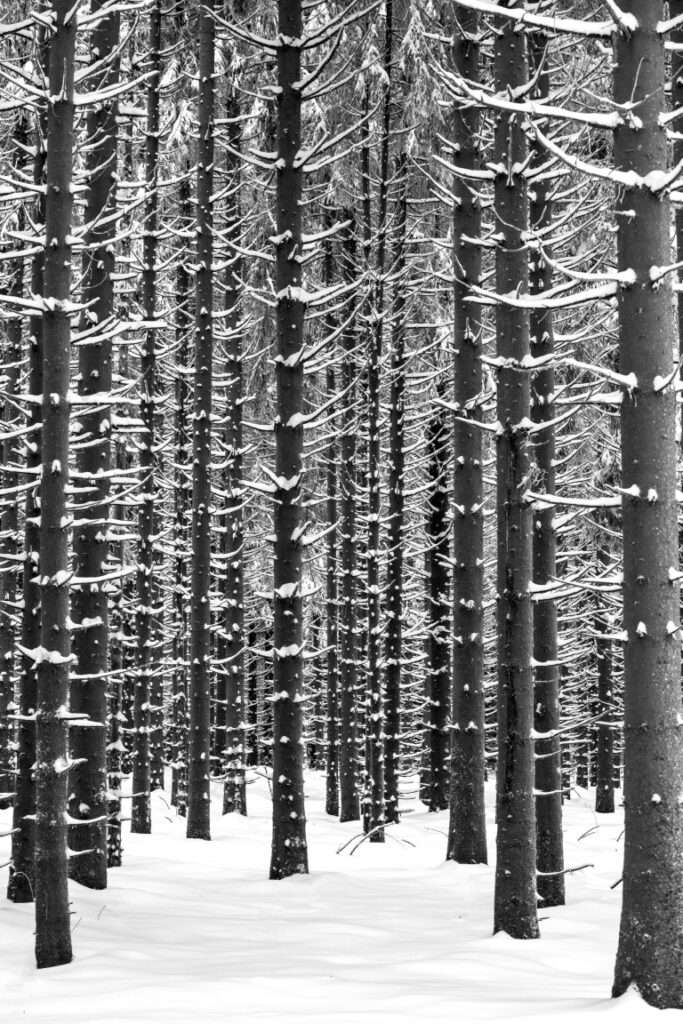 Naturfoto kahle Stämme im Winter / Schnee | Landschaftsfoto