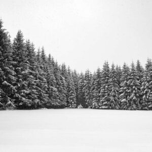 Naturfoto Tannen im Winter / Schnee | Landschaftsfoto
