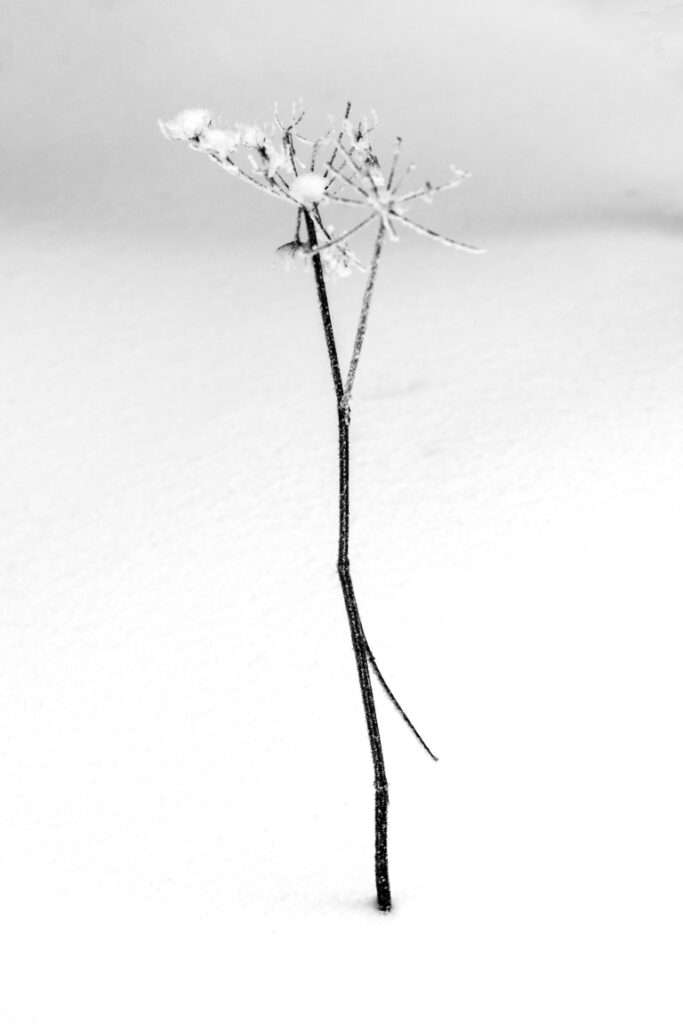 Naturfoto Blume im Winter / Schnee | Landschaftsfoto
