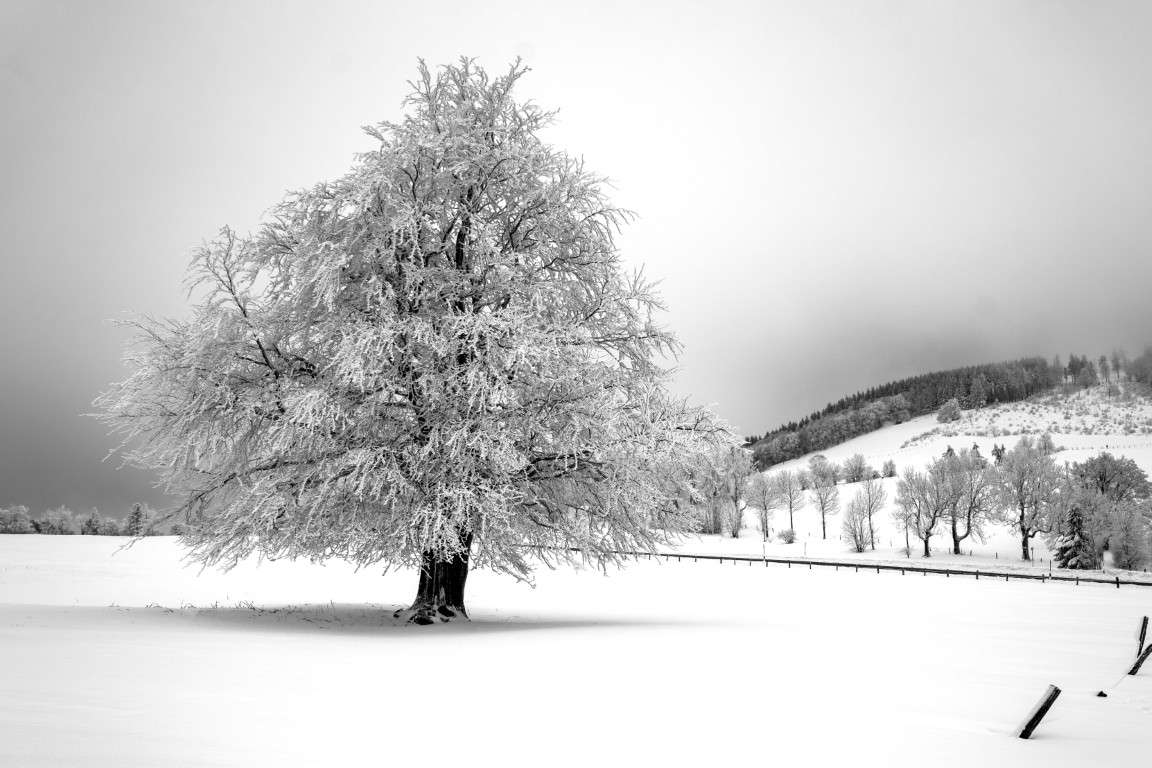 Naturfoto malerischer Baum im Winter / Schnee | Landschaftsfoto