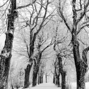 Landschaftsfoto winterliche Allee in der Rhön | Landschaftsfoto in schwarz-weiß