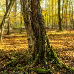 Waldfotografie / Landschaftsfoto Bunter Baumstamm im Herbstwald