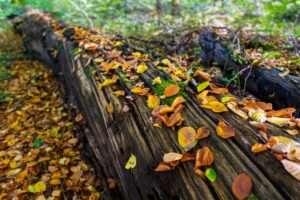 Waldfotografie / Landschaftsfoto Buntes Herbstlaub auf Baumstamm