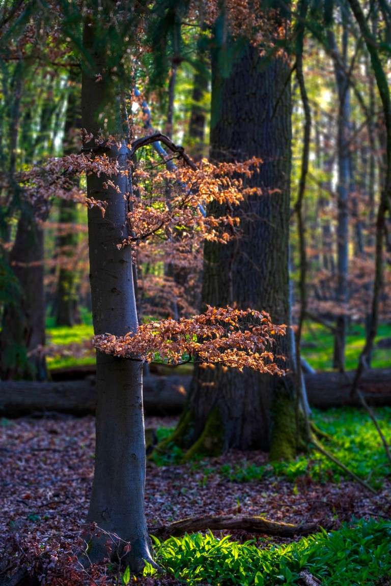Waldfotografie / Landschaftsfoto Letztes Herbstlaub