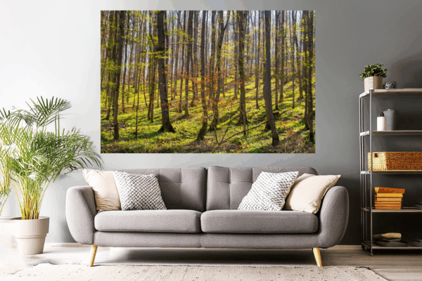 Wandbild - Landschaftsfoto / Waldfoto "Kahles Wäldchen im Licht"