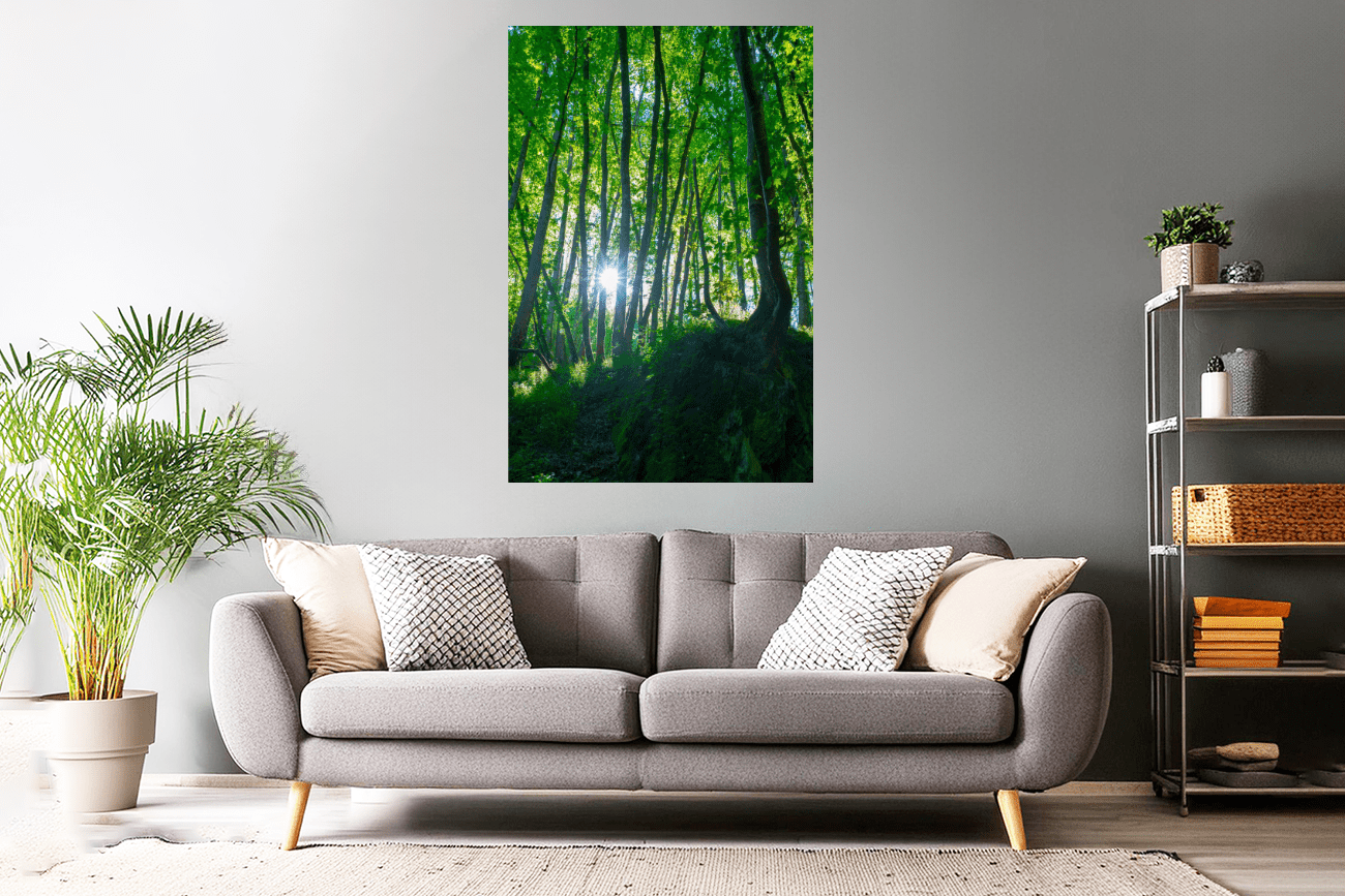 Waldfoto / Poster / Wandbild - morgens im Spessart