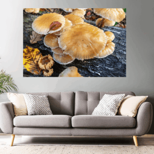 Waldfotografie / Landschaftsfoto Pilzwelt